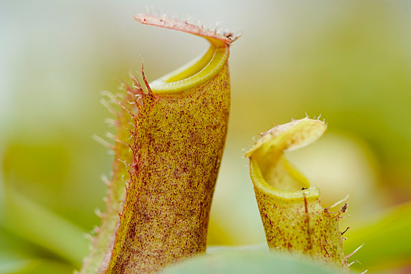 Fleischfressende Pflanzen