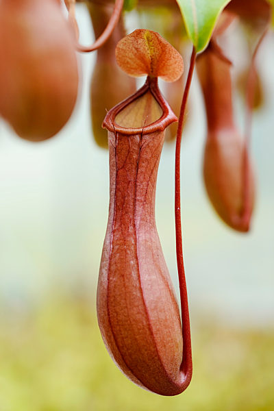 Fleischfressende Pflanzen