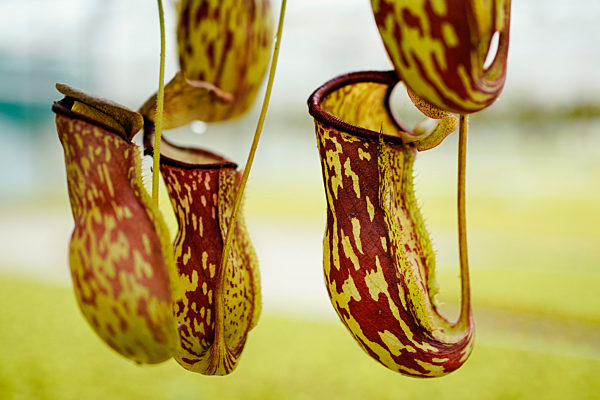 Fleischfressende Pflanzen