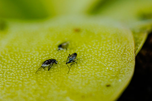 Fleischfressende Pflanzen