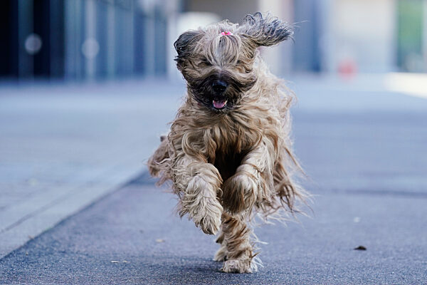 Rassehunde-Ausstellung