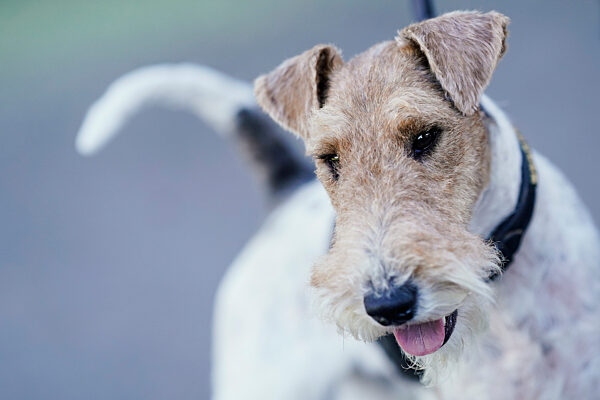Rassehunde-Ausstellung