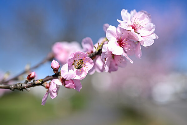 Mandelblüte an der Bergstraße