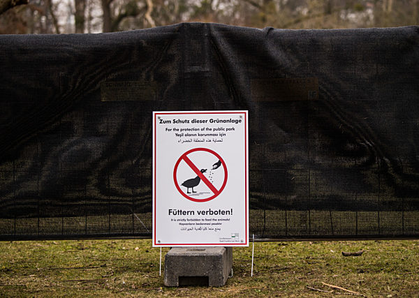Zaun gegen Nilgänse