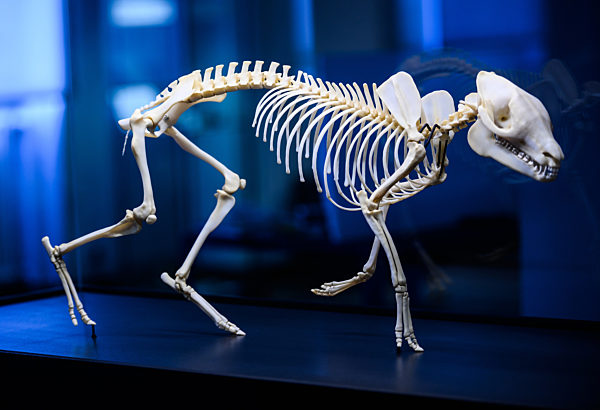 25 Jahre UNESCO-Welterbe "Grube Messel"