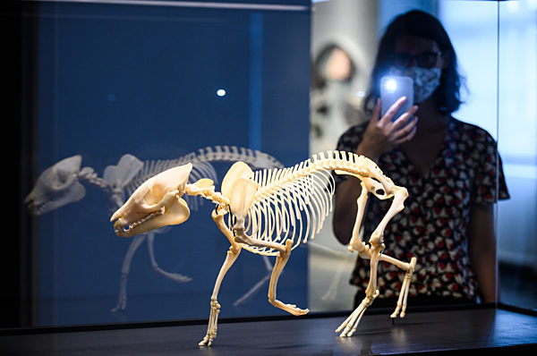 25 Jahre UNESCO-Welterbe Grube Messel