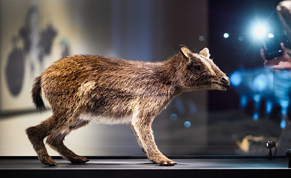 25 Jahre UNESCO-Welterbe Grube Messel