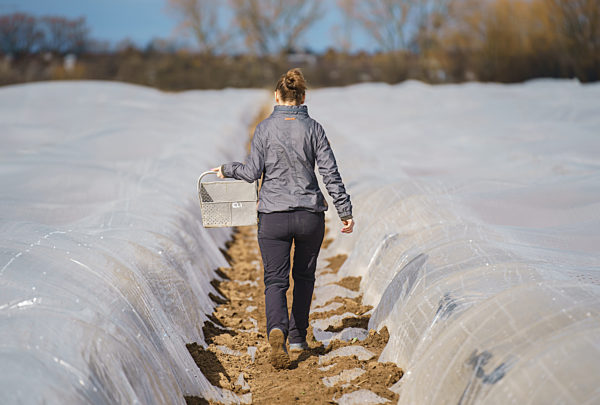 Spargelernte im Sonnentunnel
