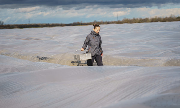 Spargelernte im Sonnentunnel