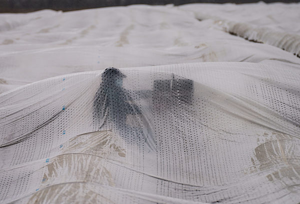 Spargelernte im Sonnentunnel