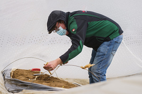 Spargelernte im Sonnentunnel