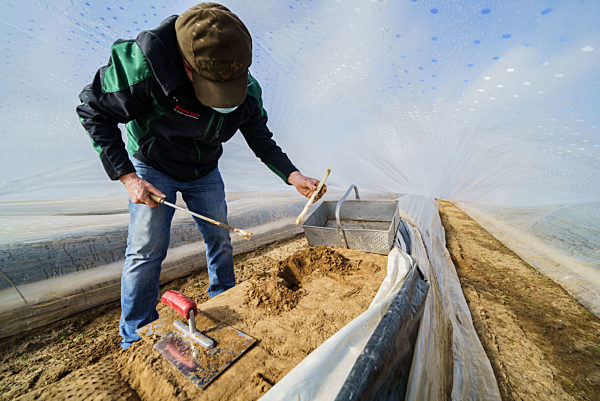 Spargelernte im Sonnentunnel
