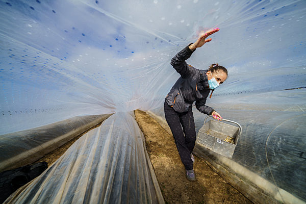 Spargelernte im Sonnentunnel