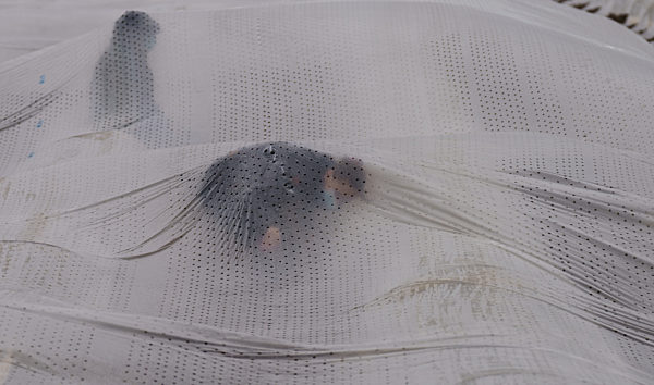 Spargelernte im Sonnentunnel