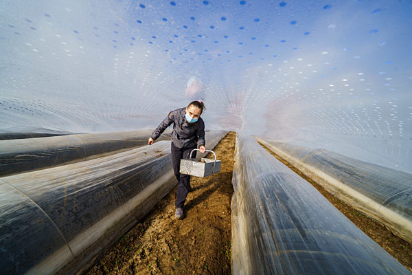 Spargelernte im Sonnentunnel