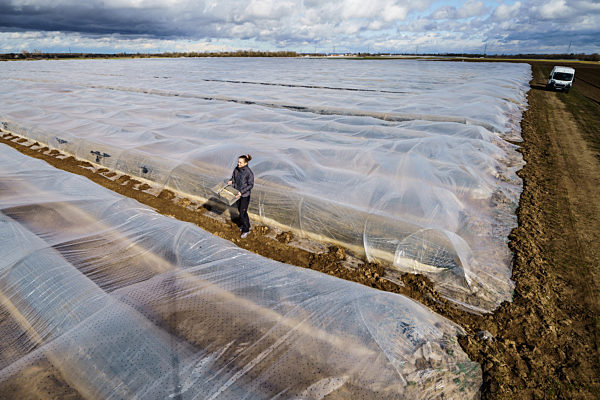 Spargelernte im Sonnentunnel