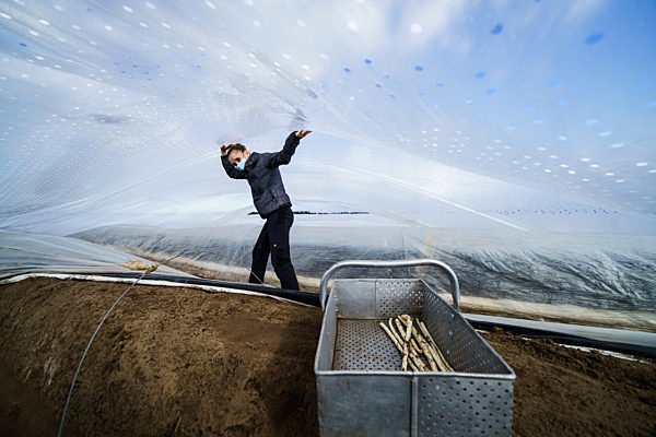 Spargelernte im Sonnentunnel