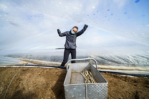 Spargelernte im Sonnentunnel
