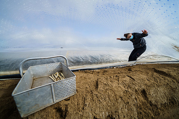 Spargelernte im Sonnentunnel