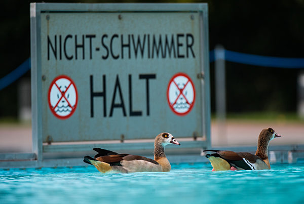 Nilgänse werden nicht bejagt