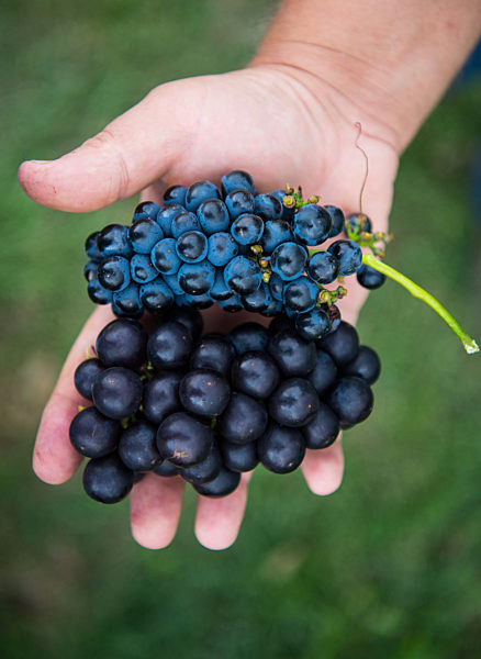 Rebsorten-Detektiv Andreas Jung