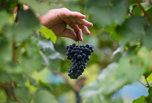 Rebsorten-Detektiv Andreas Jung