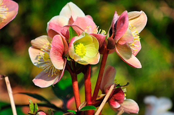 Helleborus niger