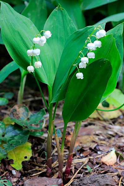 Convallaria majalis