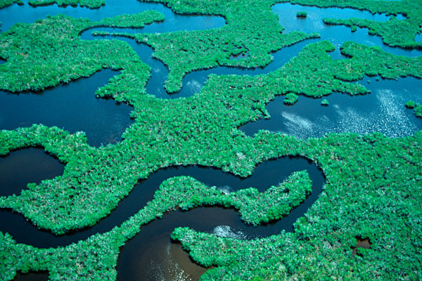 Wasserarme im Mangrovenwald