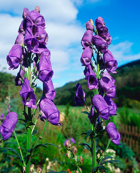 Monkshood / Blauer Eisenhut