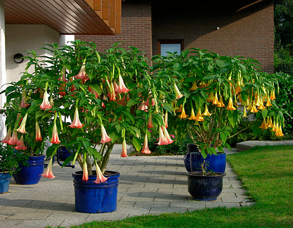 Engelstrompete / Trompetenbaum / Stechapfel