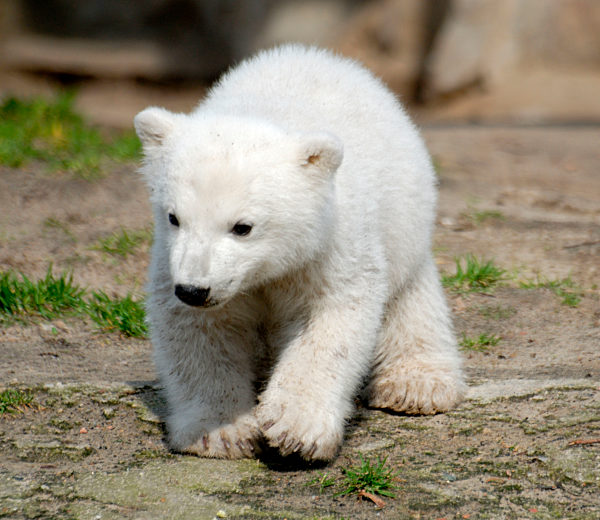 Polar Bear