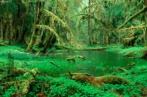 Temporate Rain Forest / Temperierter Regenwald