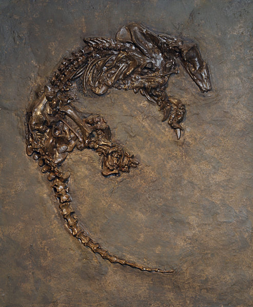 Fossil Anteater