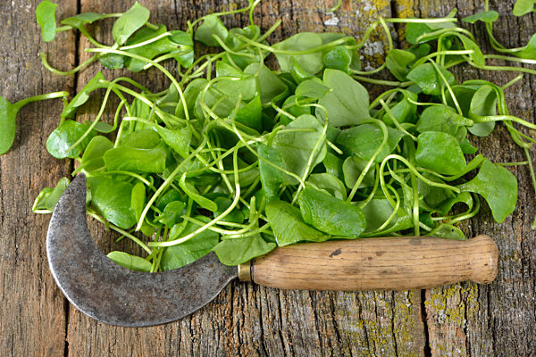 Miner's lettuce