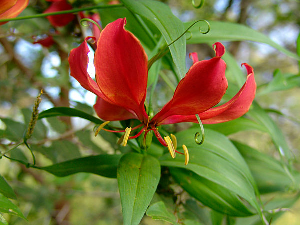 Gloriosa superba