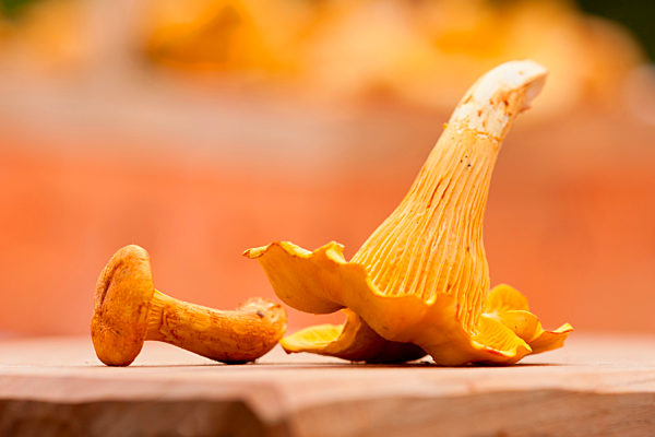Cantharellus cibarius