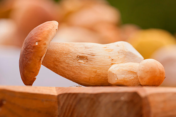 Boletus edulis
