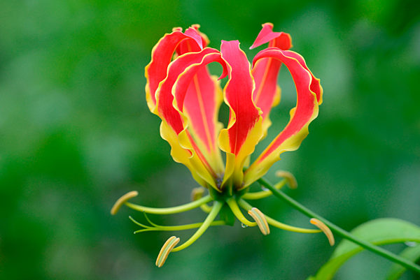 Gloriosa superba