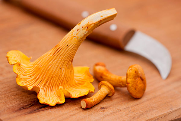 Cantharellus cibarius