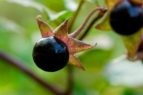 Atropa belladonna