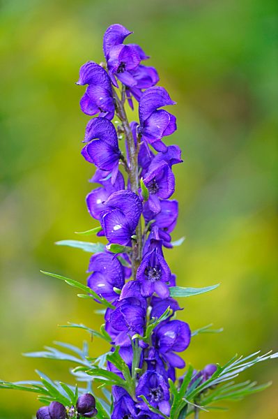 Aconitum napellus