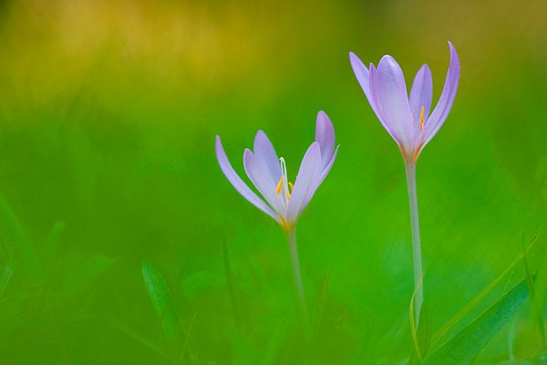Colchicum autumnale