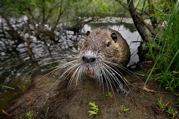 Myocastor coypus
