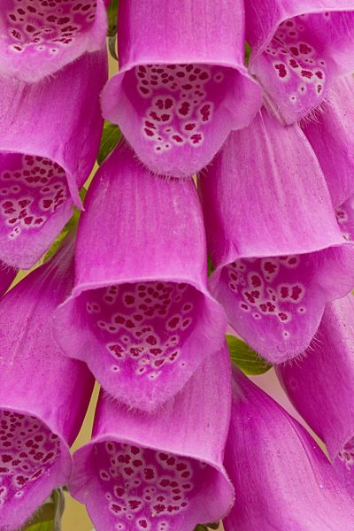 Digitalis purpurea