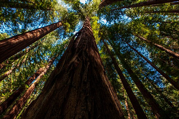 Humboldt Redwoods State Park