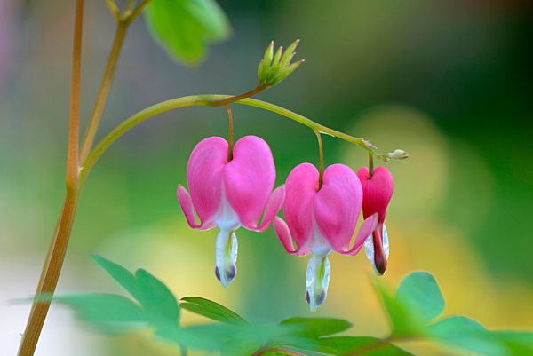 Dicentra spectabilis