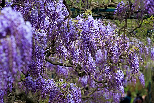 Wisteria sinensis