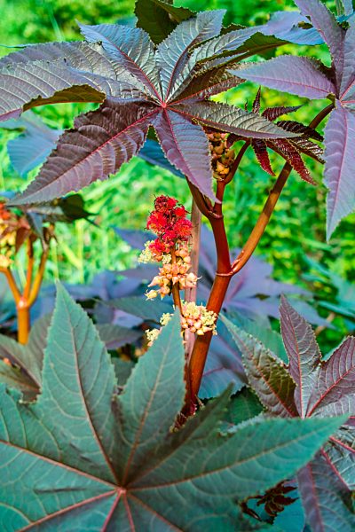 Ricinus communis
