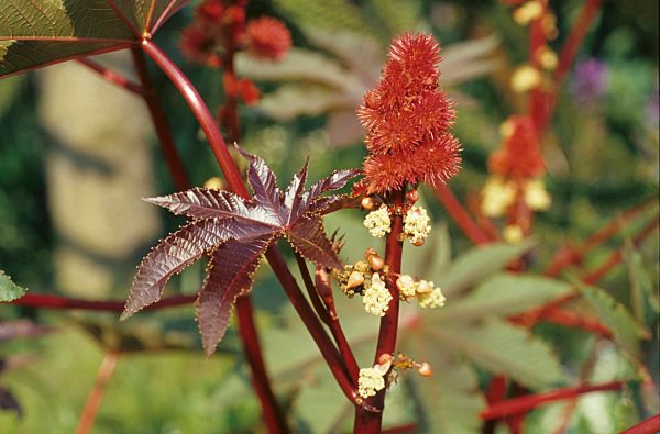 Ricinus communis